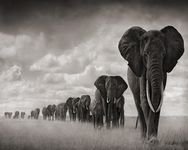 pic for elephants 1600x1280